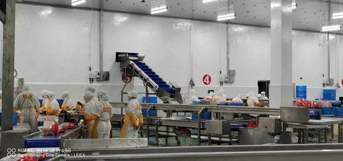 新時(shí)期中國(guó)物流冷庫(kù)項(xiàng)目 庫(kù)體保溫 制冷系統(tǒng)設(shè)計(jì)與設(shè)備選擇